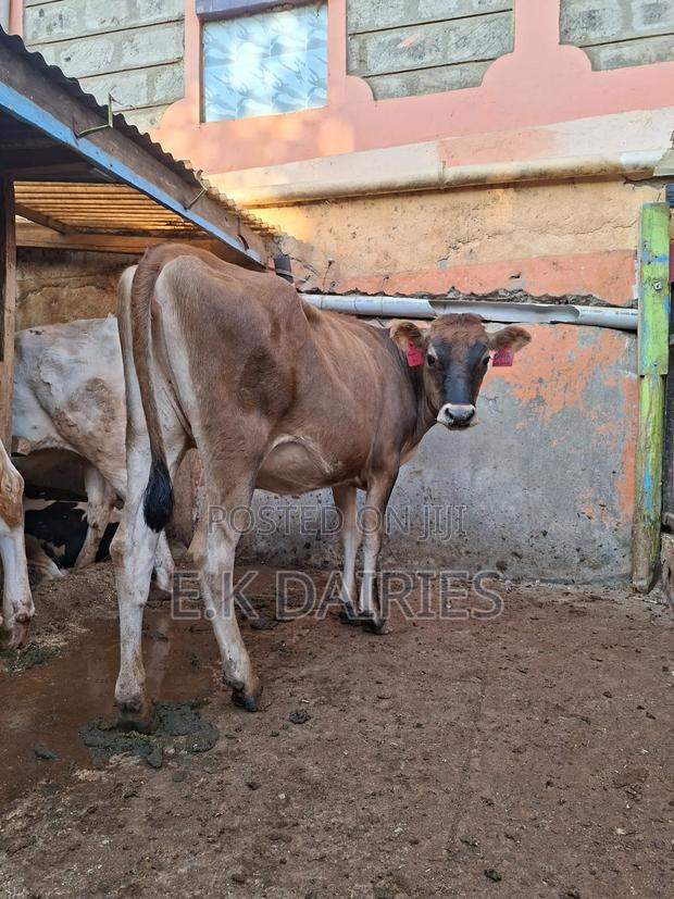 Jersey Bulling Heifer. - thumbnail 3