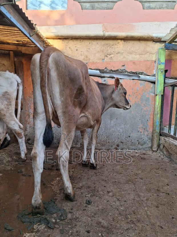 Jersey Bulling Heifer. - thumbnail 4