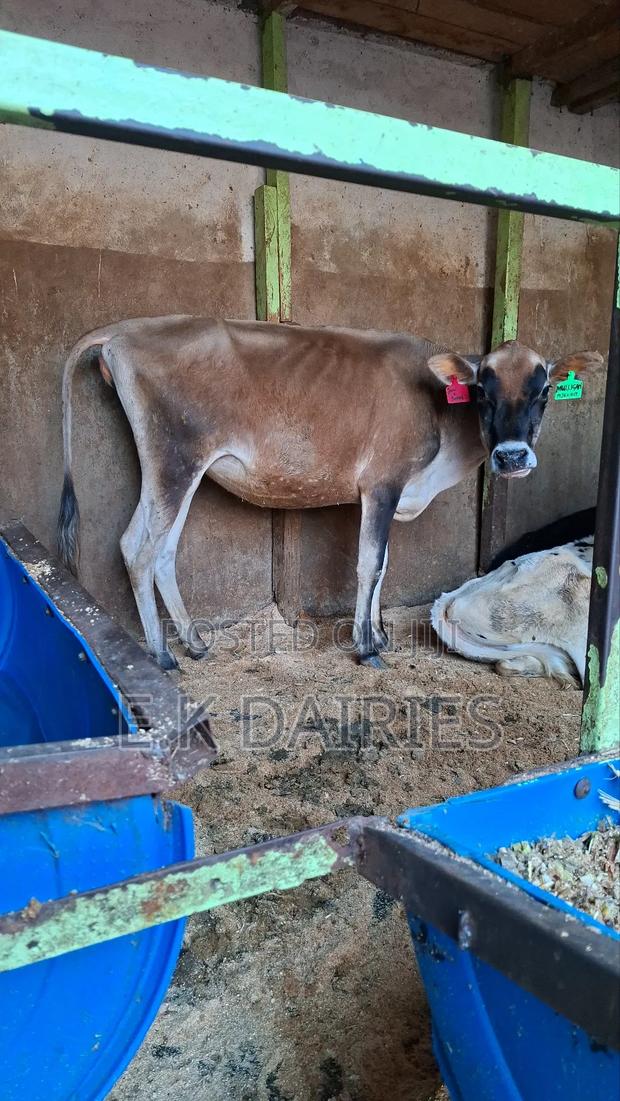 Jersey Bulling Heifer. - thumbnail 5