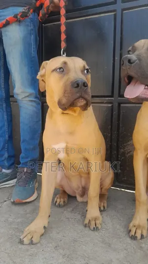 3-6 months Male Purebred Boerboel