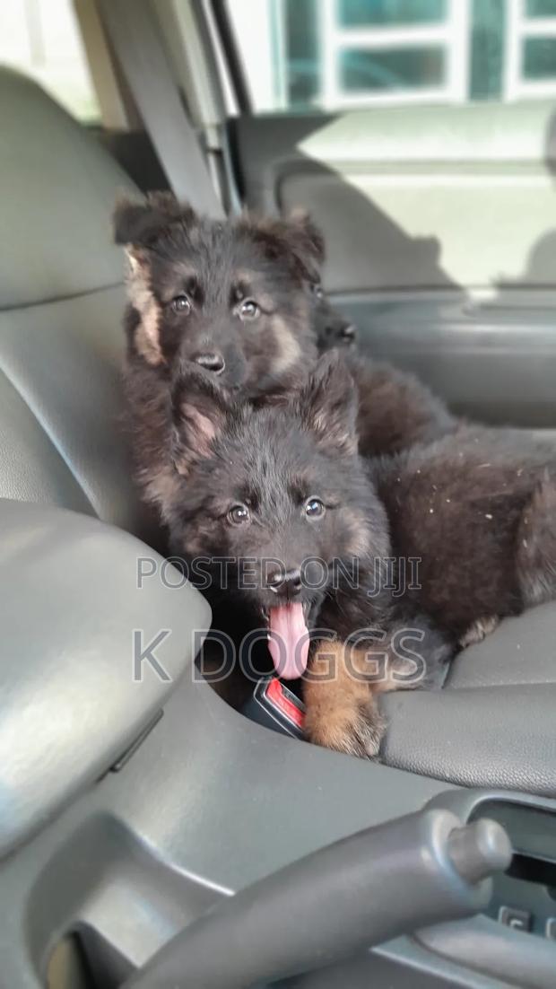 1-3 months Female Purebred German Shepherd