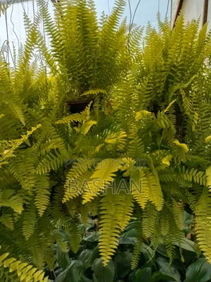 Boston Fern (Neon)