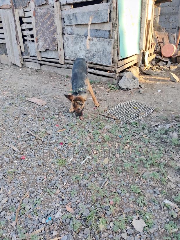 6-12 months Male Purebred German Shepherd