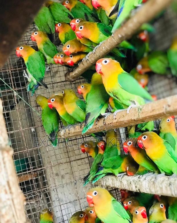 Fischer Lovebirds - main view