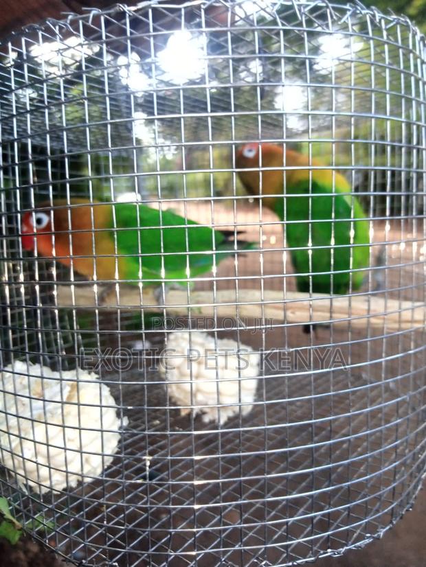 Young Lovebirds - main view