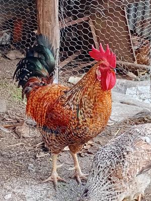 Pure Kienyeji Jogoo - thumbnail 2