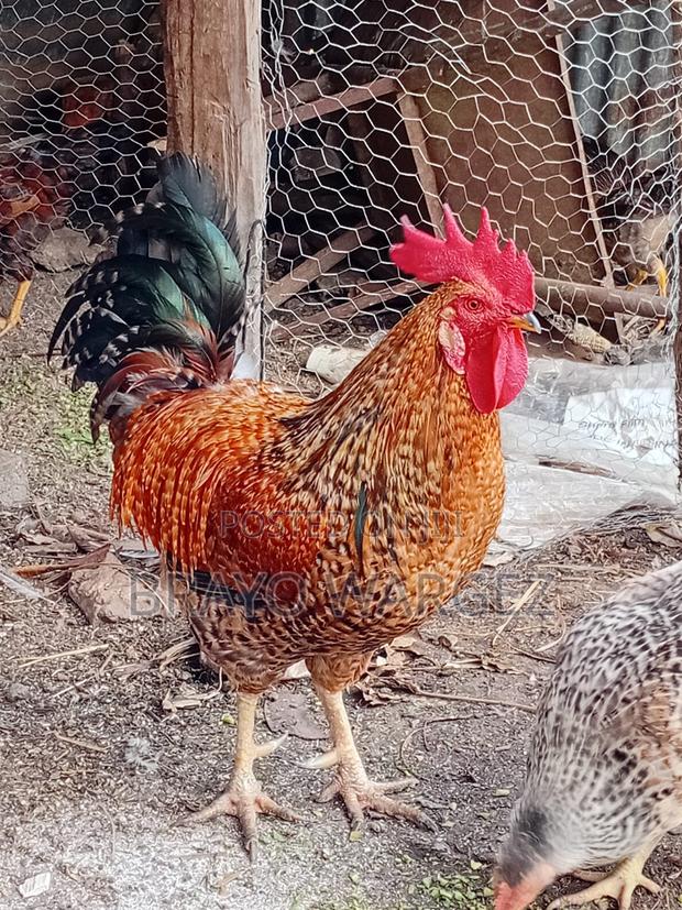 Pure Kienyeji Jogoo - thumbnail 3