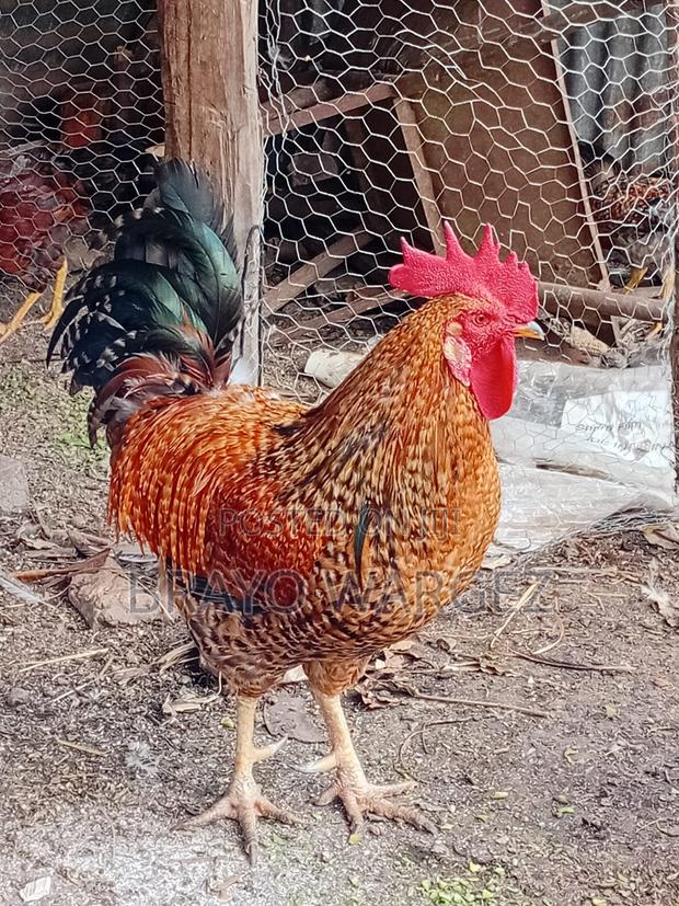 Pure Kienyeji Jogoo - thumbnail 4