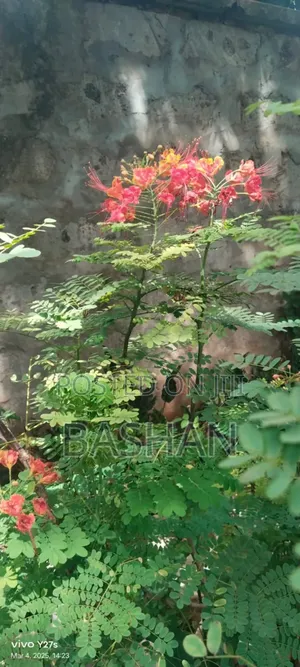 Peacock Flower Shrub 
