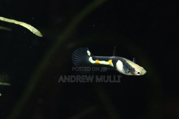 Hybrid Male Endler Guppies