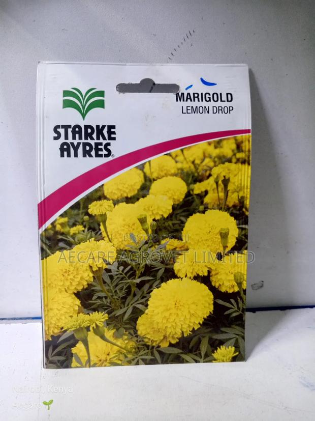Marigold Lemon Drop Herb Seeds 0.5 Grams - main view