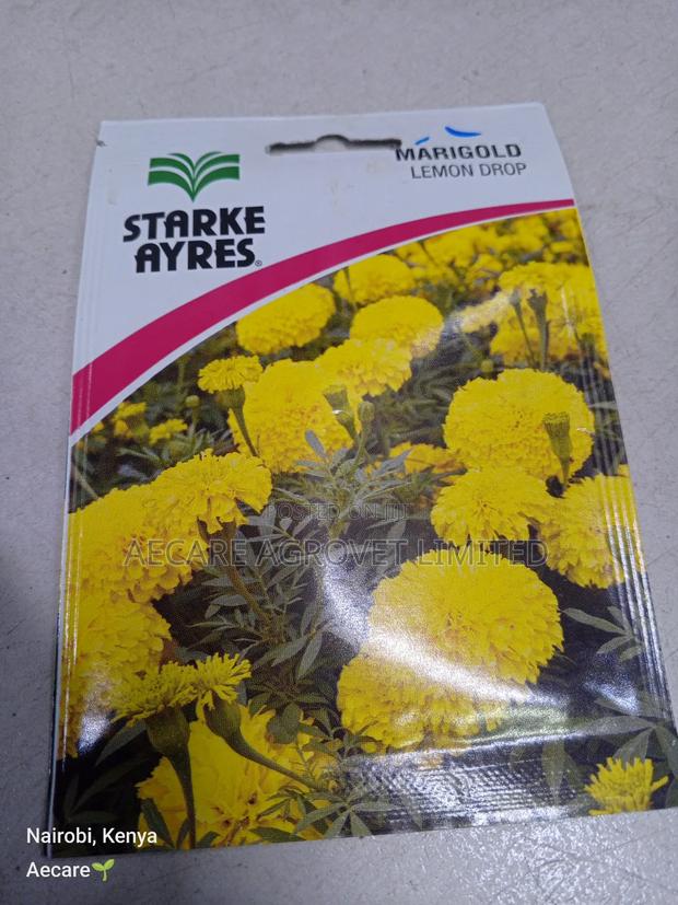 Marigold Lemon Drop Herb Seeds 0.5 Grams - thumbnail 6