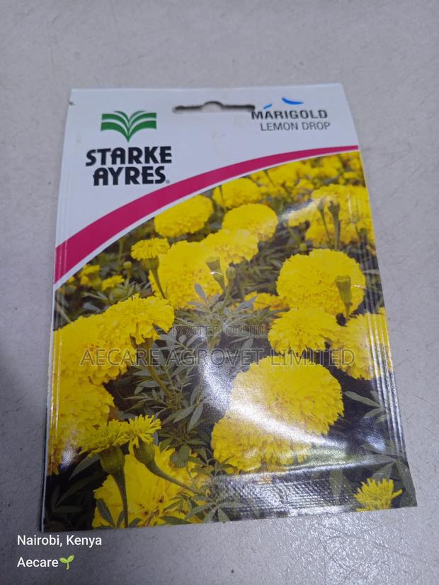 Marigold Lemon Drop Herb Seeds 0.5 Grams - thumbnail 7