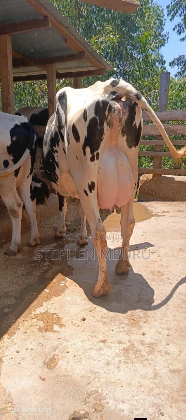 High Yielder Freshian Hostein Milker - main view