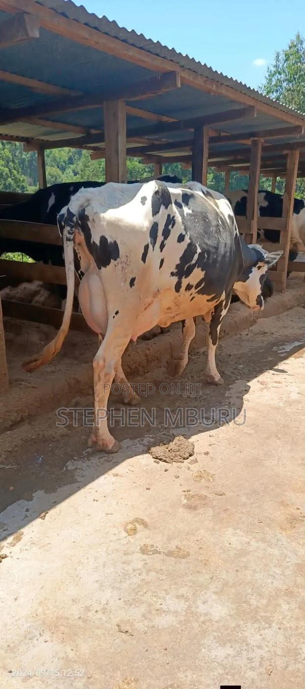 High Yielder Freshian Hostein Milker - thumbnail 2