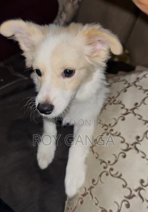 3-6 months Female Mixed Breed Japanese Spitz