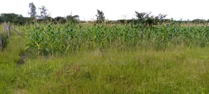 100*100 (Quarter Acre) at Machakos Kenol Mitamboni