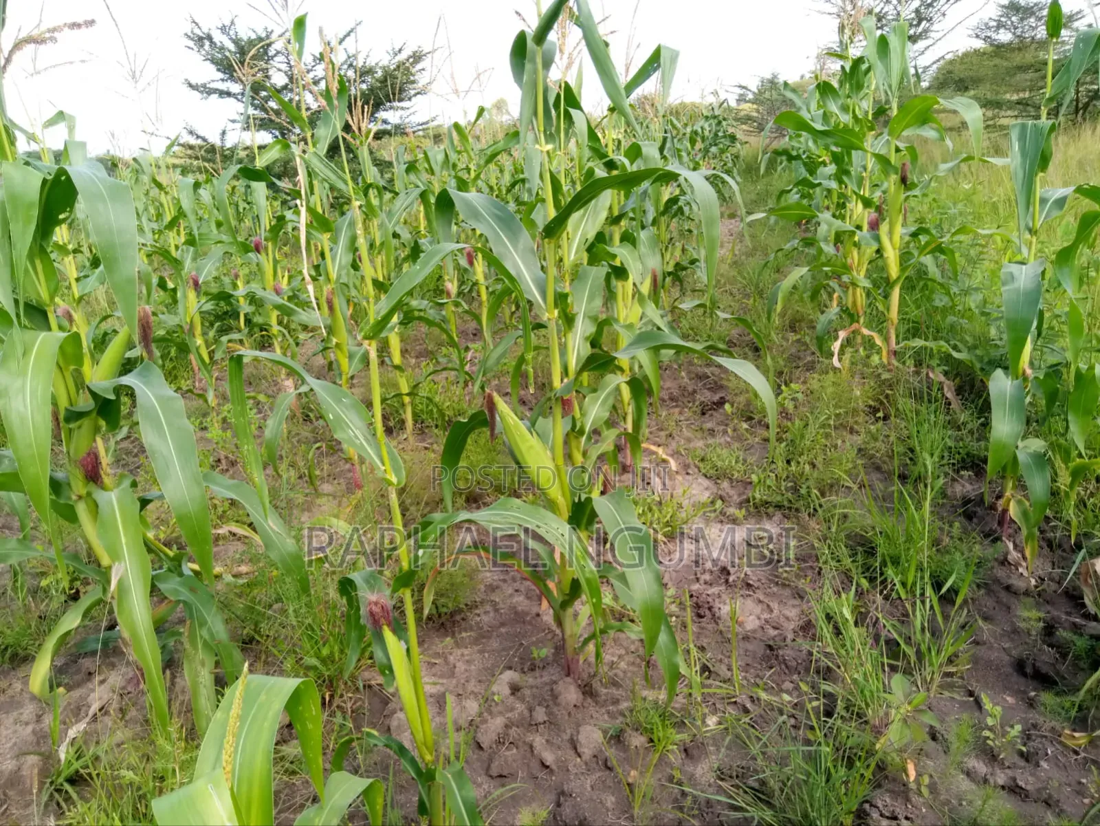 100*100 (Quarter Acre) at Machakos Kenol Mitamboni