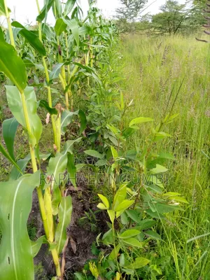 100*100 (Quarter Acre) at Machakos Kenol Mitamboni