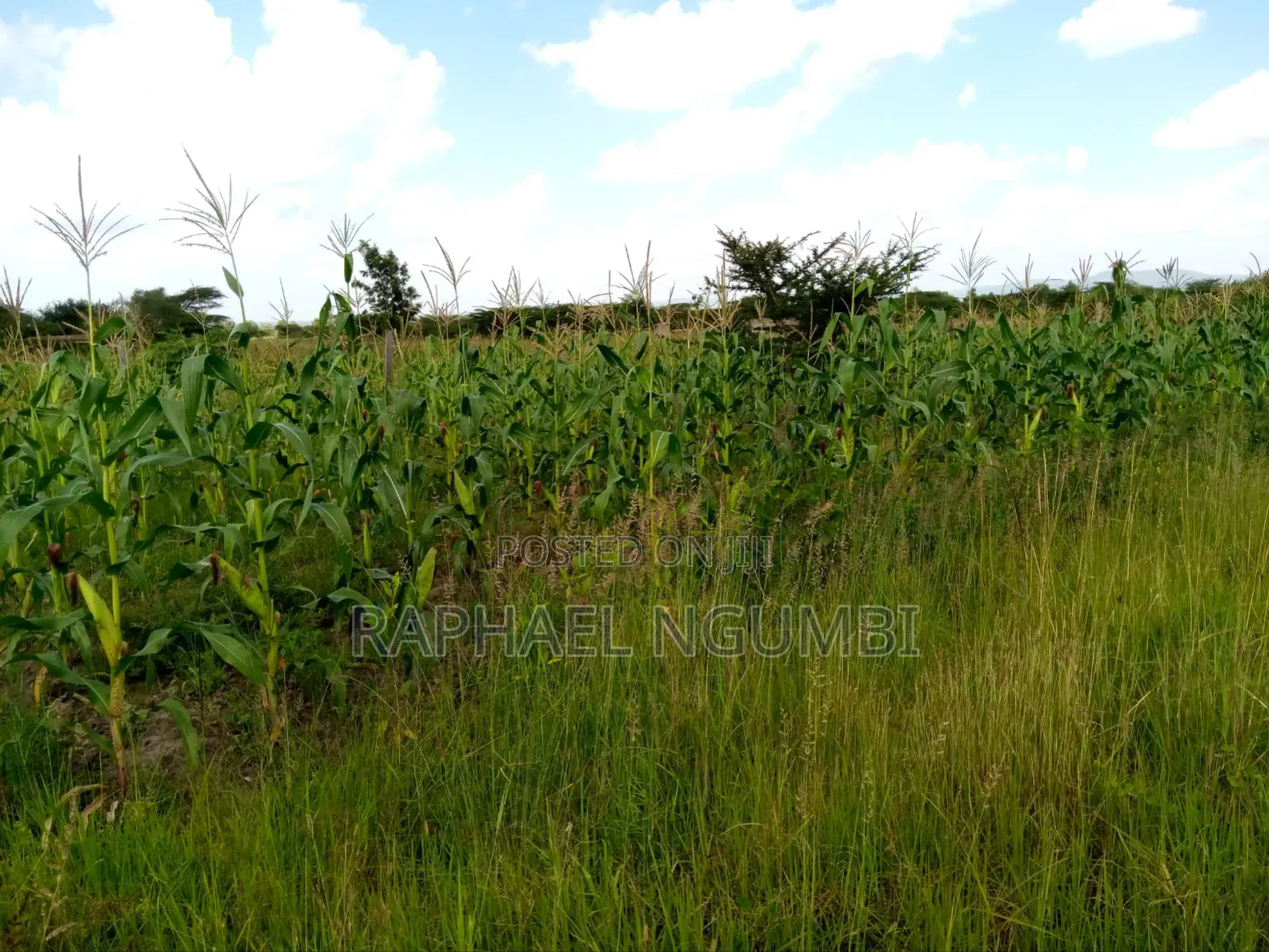 100*100 (Quarter Acre) at Machakos Kenol Mitamboni