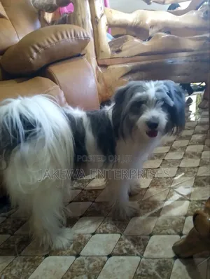 1+ year Female Purebred Havanese