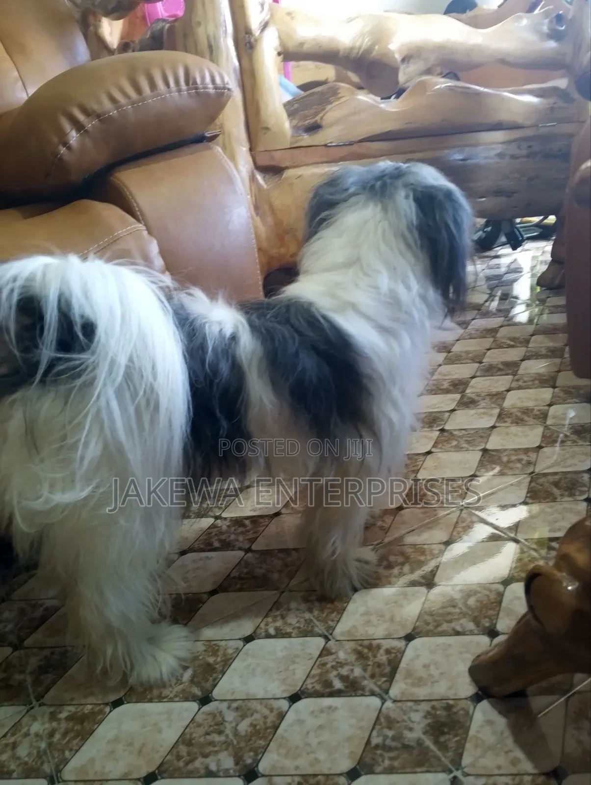 1+ year Female Purebred Havanese