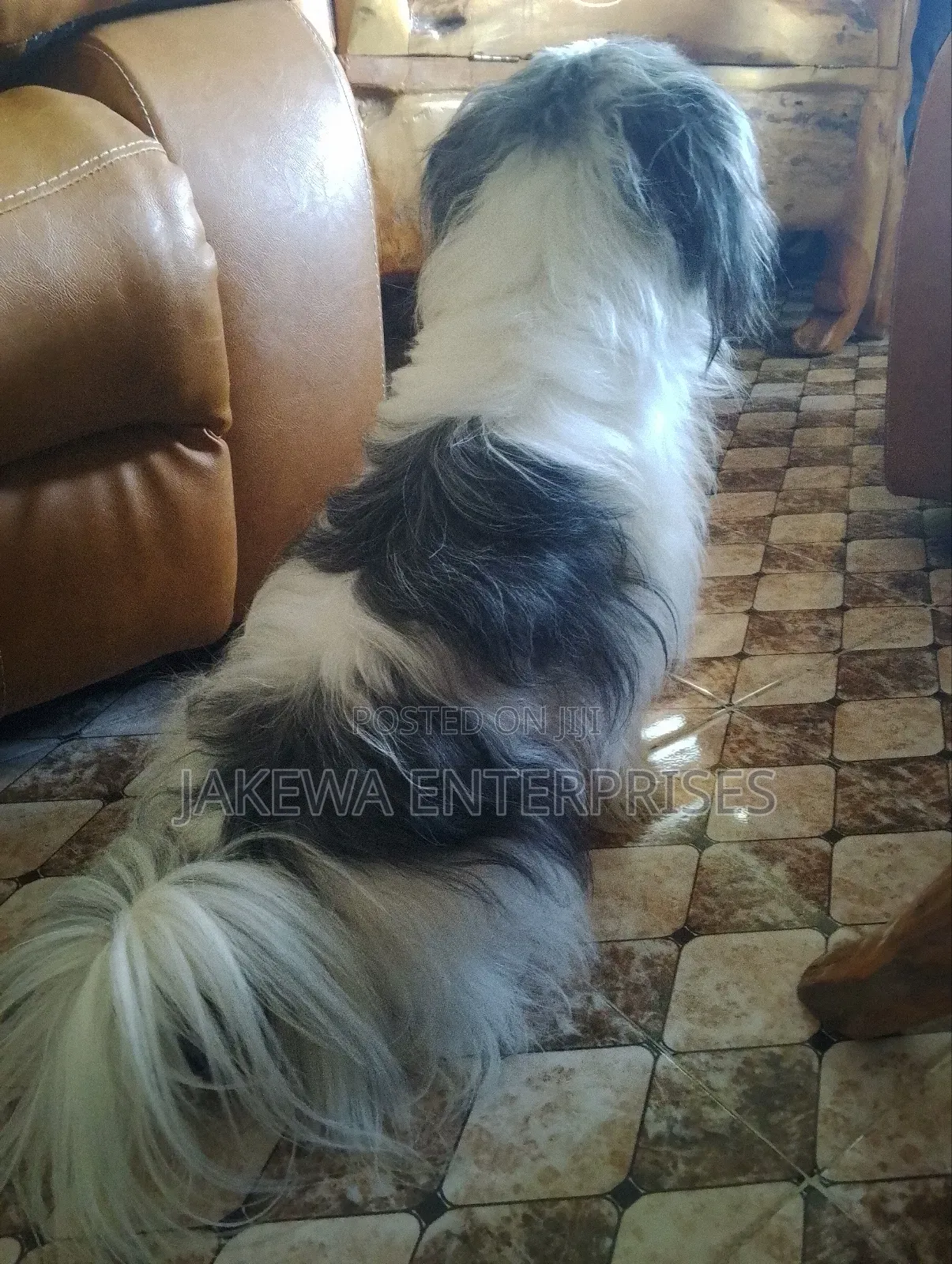 1+ year Female Purebred Havanese