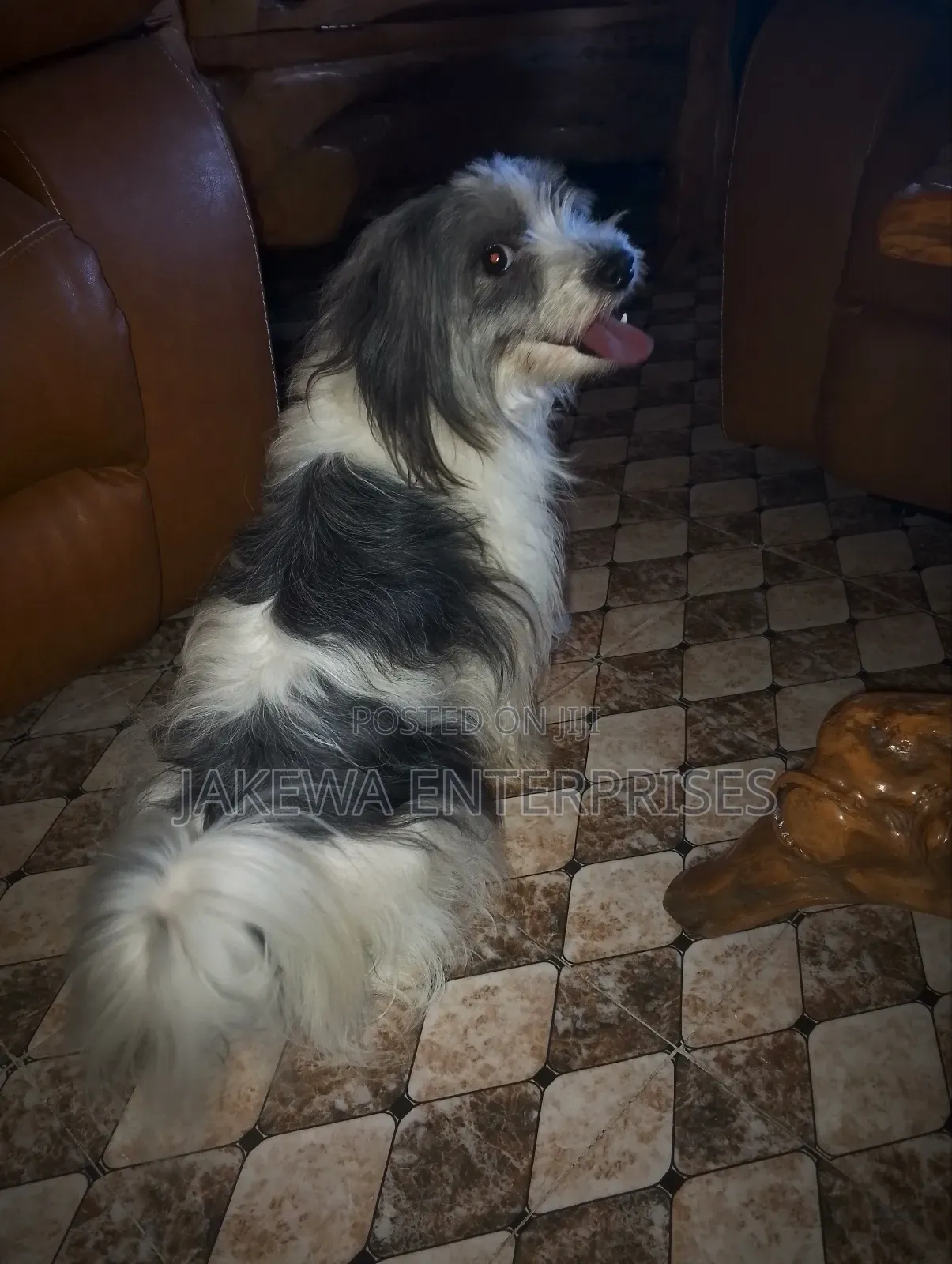 1+ year Female Purebred Havanese