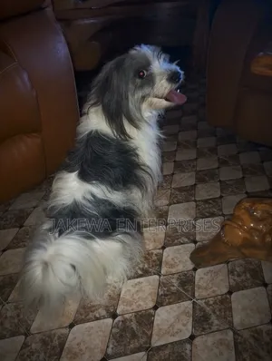 1+ year Female Purebred Havanese