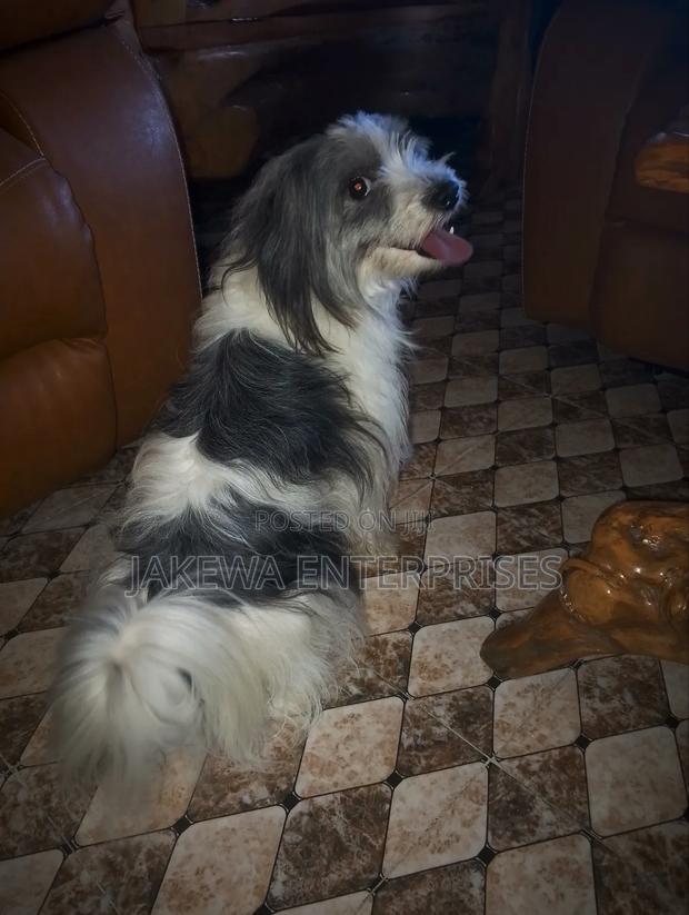1+ year Female Purebred Havanese - thumbnail 4