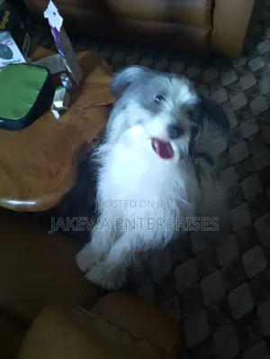 1+ year Female Purebred Havanese