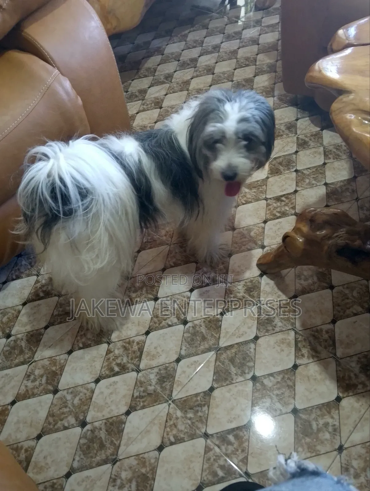 1+ year Female Purebred Havanese