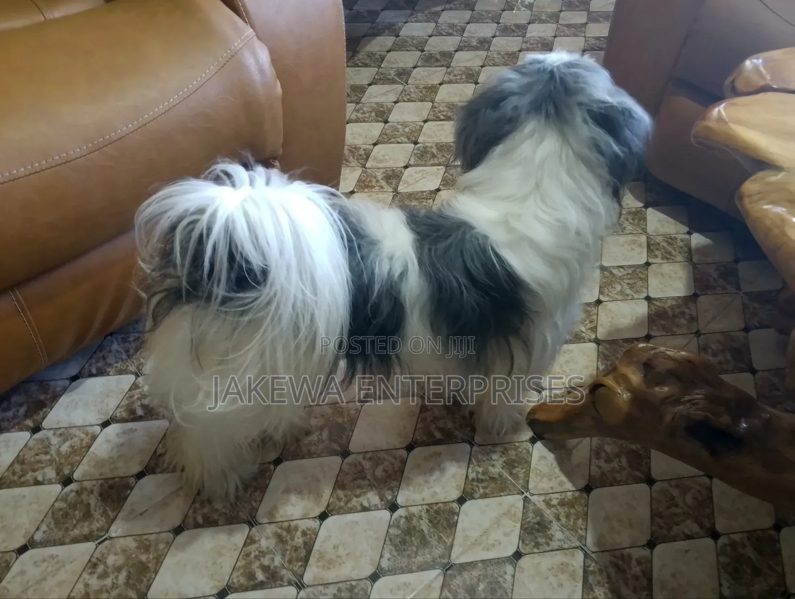 1+ year Female Purebred Havanese