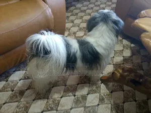 1+ year Female Purebred Havanese