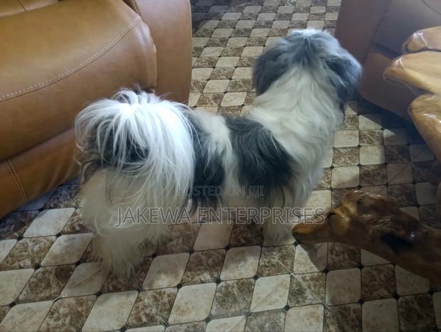 1+ year Female Purebred Havanese - thumbnail 2