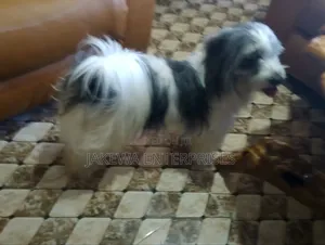 1+ year Female Purebred Havanese