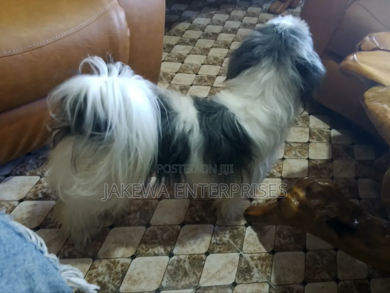 1+ year Female Purebred Havanese