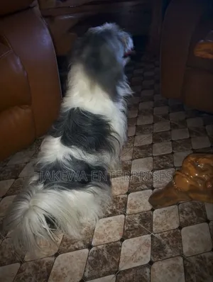1+ year Female Purebred Havanese