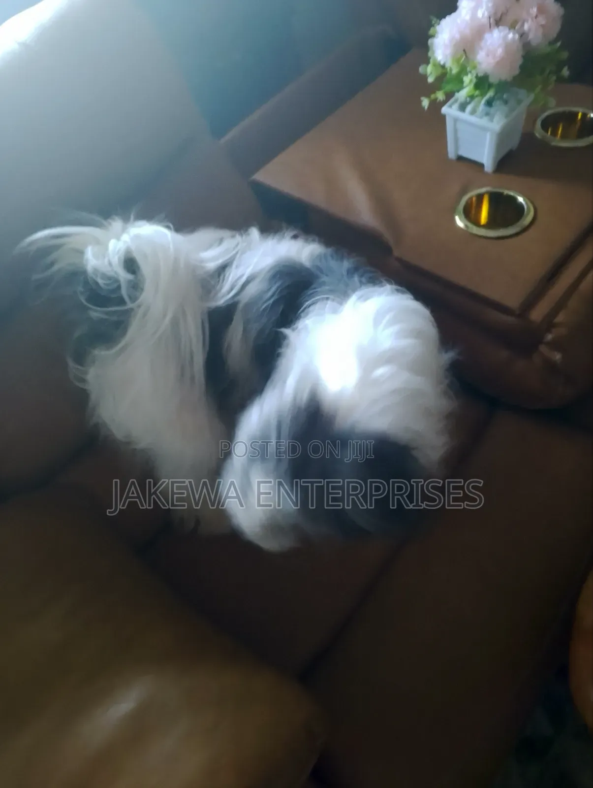 1+ year Female Purebred Havanese