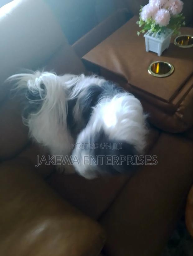 1+ year Female Purebred Havanese - thumbnail 6