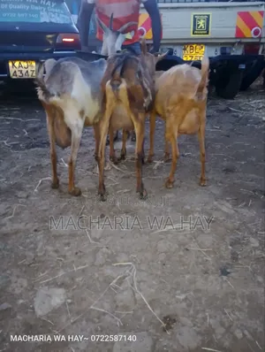 Already Milking Dairy Goats