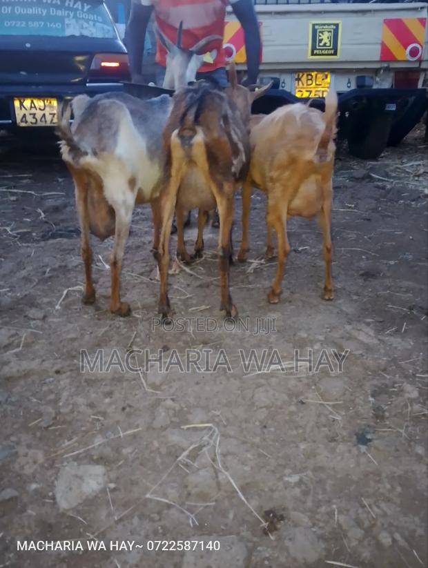 Already Milking Dairy Goats