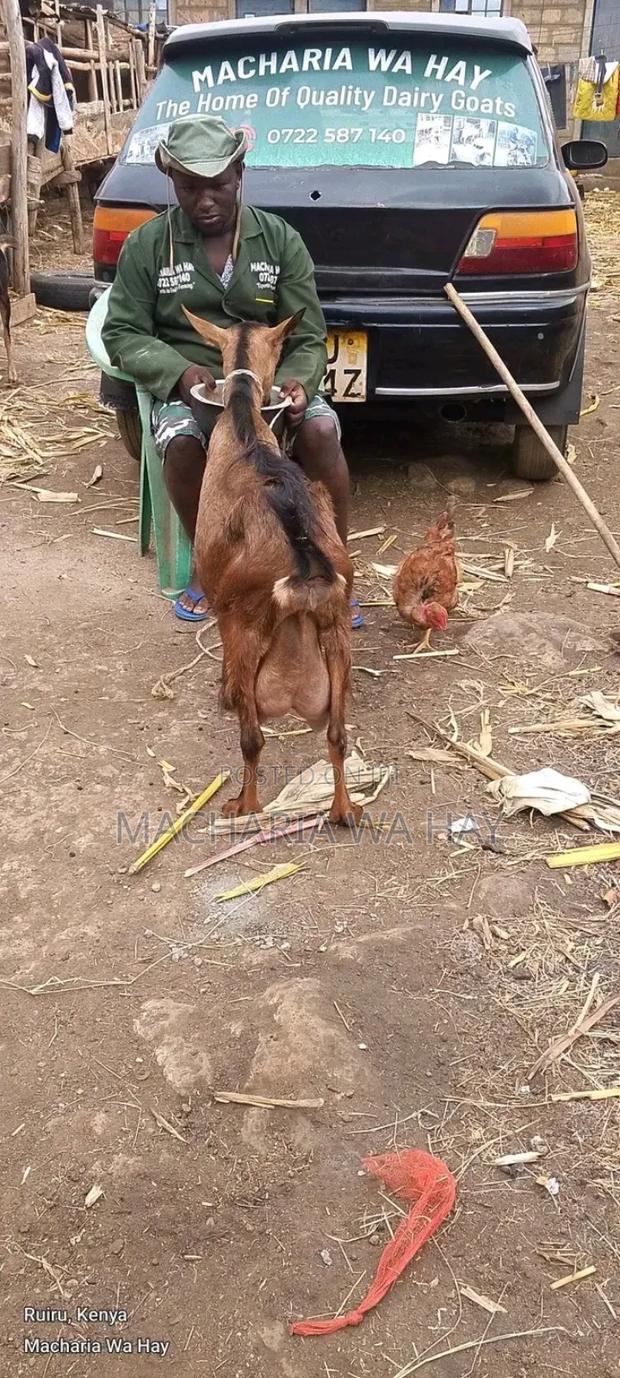 Hybrid Dairy Goats