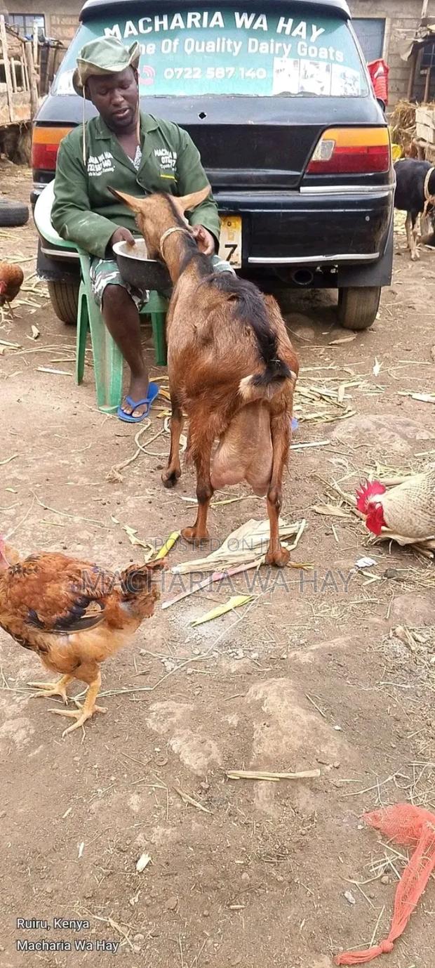 Hybrid Dairy Goats - thumbnail 3