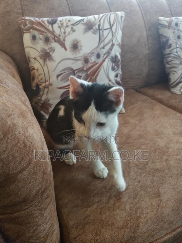 3-6 months Male Mixed Breed Mix - thumbnail 3