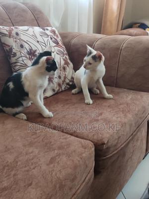 3-6 months Male Mixed Breed Mix - thumbnail 2