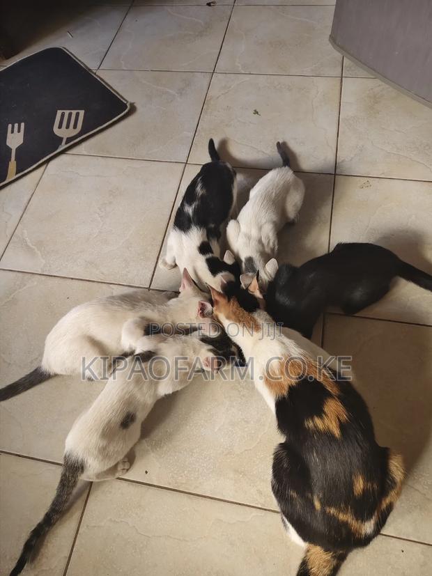 3-6 months Male Mixed Breed Mix - thumbnail 4