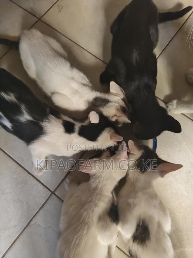 3-6 months Male Mixed Breed Mix - thumbnail 5