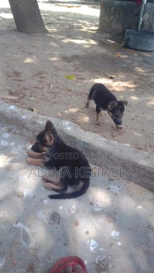1-3 months Female Purebred German Shepherd - thumbnail 2