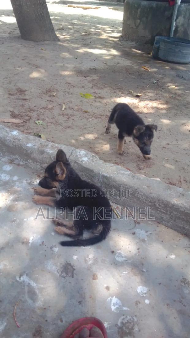 1-3 months Female Purebred German Shepherd - main view